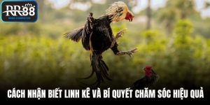 Cách nhận biết linh kê