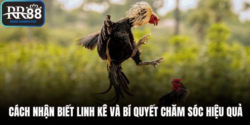 Cách nhận biết linh kê